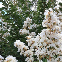 Acoma White Crape Myrtle in full bloom showing abundant white flower clusters