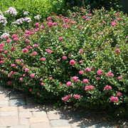 Pocomoke Dwarf Crape Myrtle shrub with red blooms