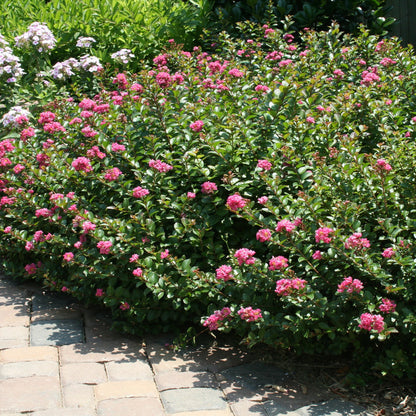 Pocomoke Dwarf Crape Myrtle shrub with red blooms