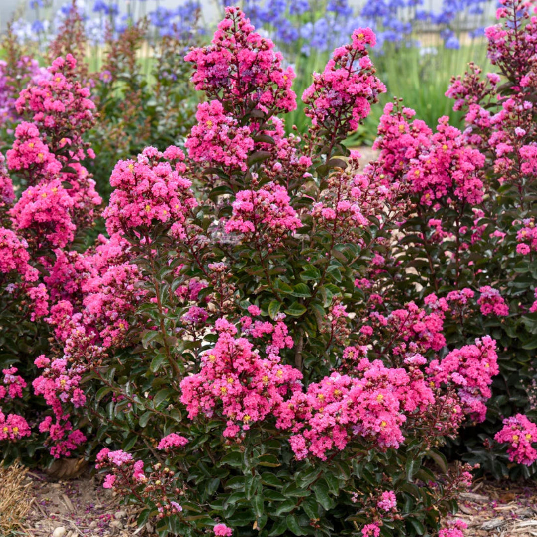 Lagerstroemia Barista &