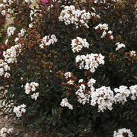 Lagerstroemia 'Like a Latte' Dwarf Crapemyrtle - [EG]