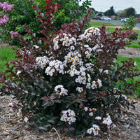 Lagerstroemia 'Like a Latte' Dwarf Crapemyrtle - [EG]