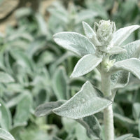 Lamb's Ear