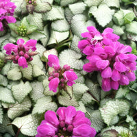 Lamium Maculatum 'Beacon Silver' - [EG]