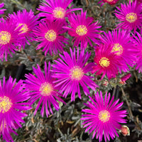 Dianthus X 'Neon Star 10 count flat of 4" pots - [EG]