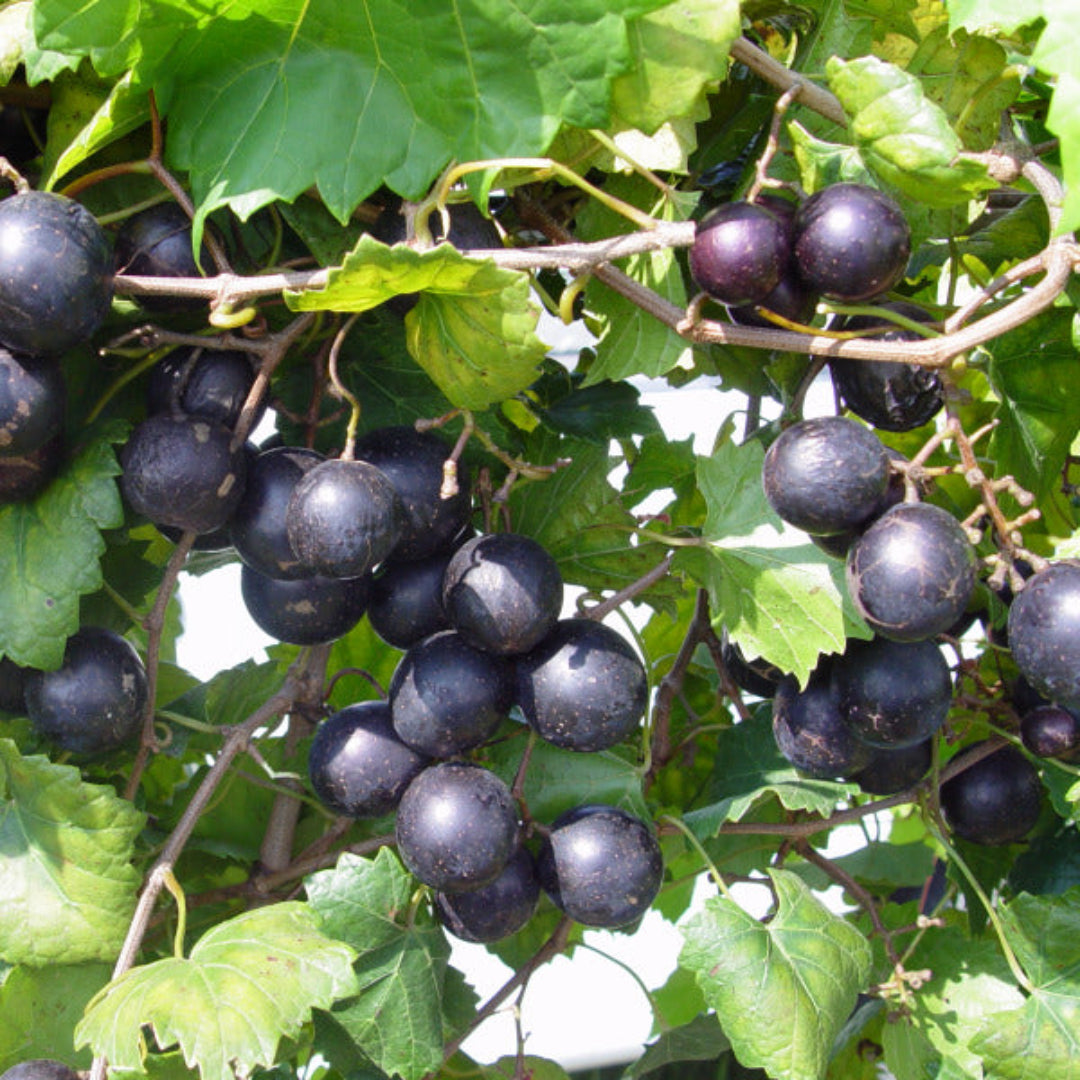 Lane Muscadine Grape Vine
