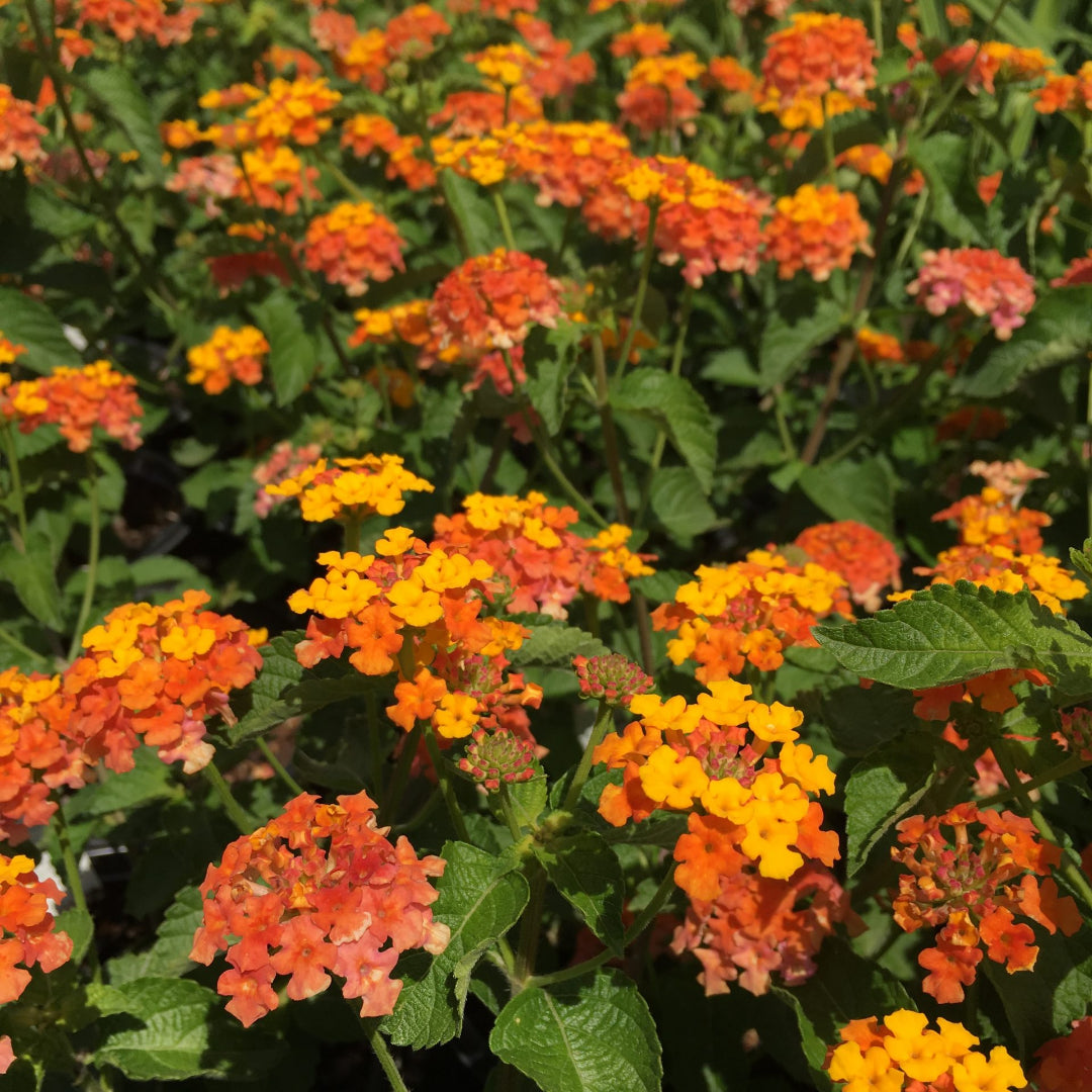 Lantana camara &