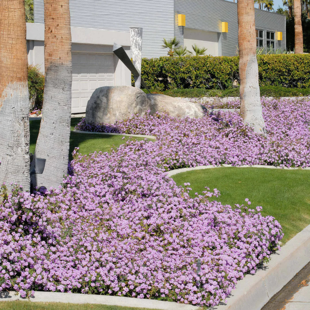 Lantana Montevidensis &