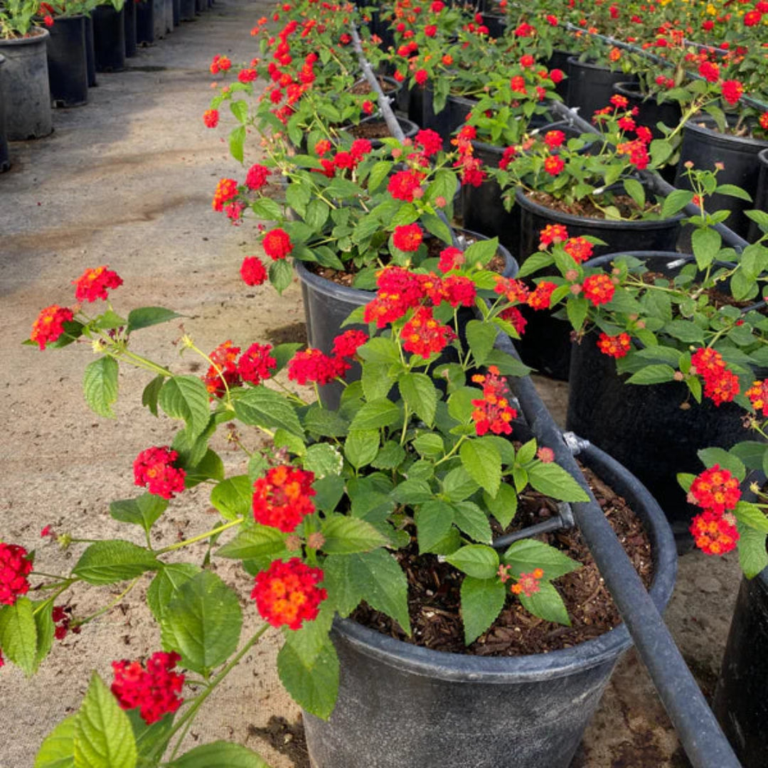 Lantana Camara &