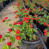 Lantana Camara 'Dallas Red' Golden Yellow & Red Flowers Spring To Frost - [EG]