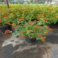 Lantana Camara 'Dallas Red' Golden Yellow & Red Flowers Spring To Frost - [EG]