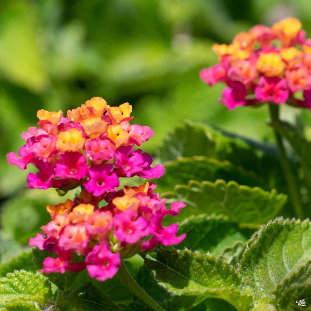 Hot Pink Little Lucky Lantana