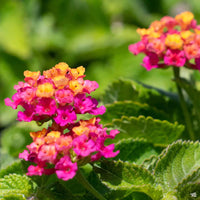 Hot Pink Little Lucky Lantana