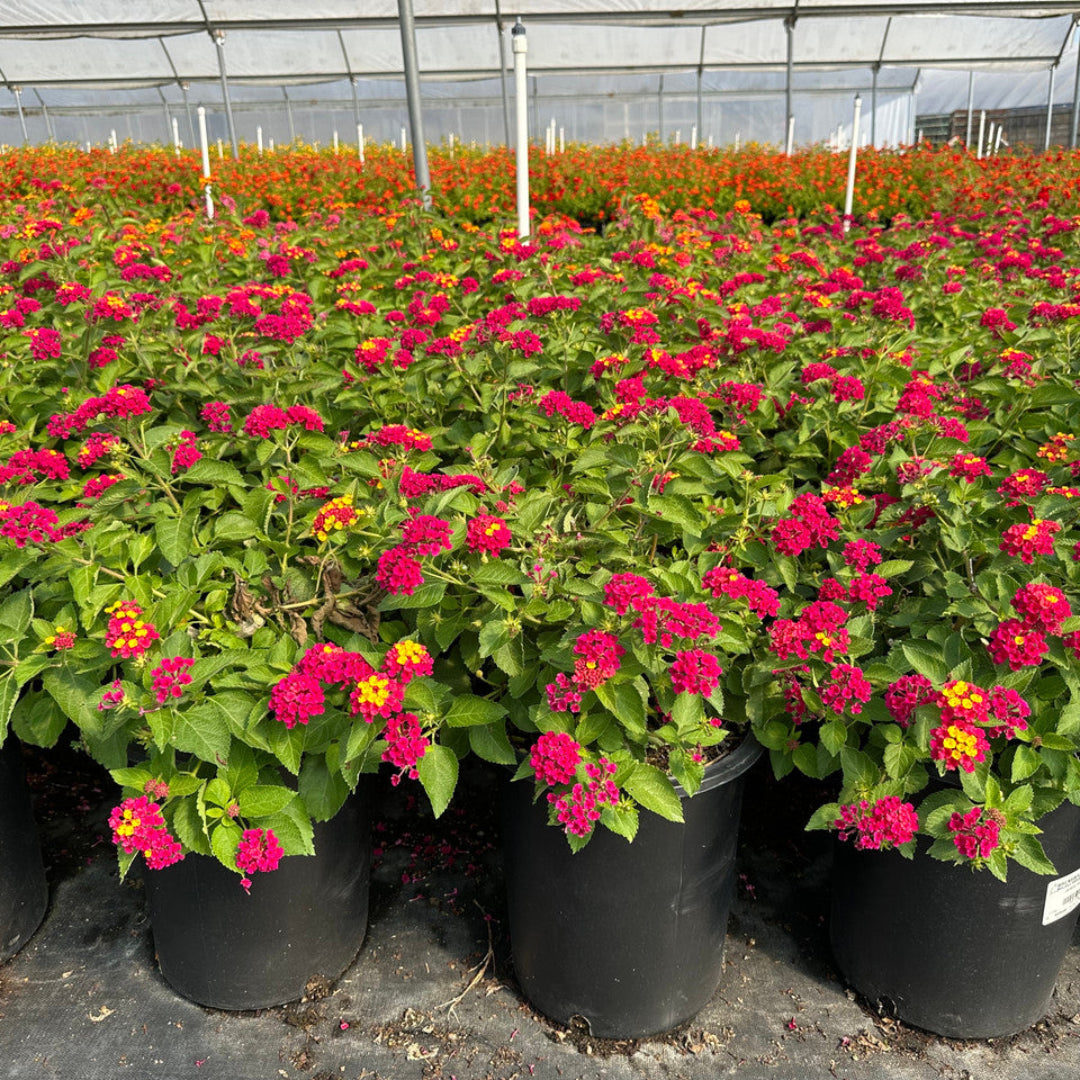 Lantana &