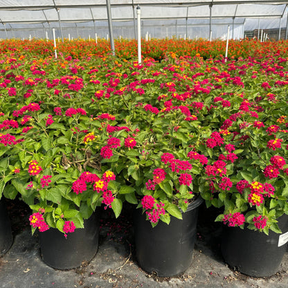 Lantana &
