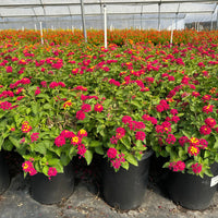 Lantana 'Irene' - [EG]