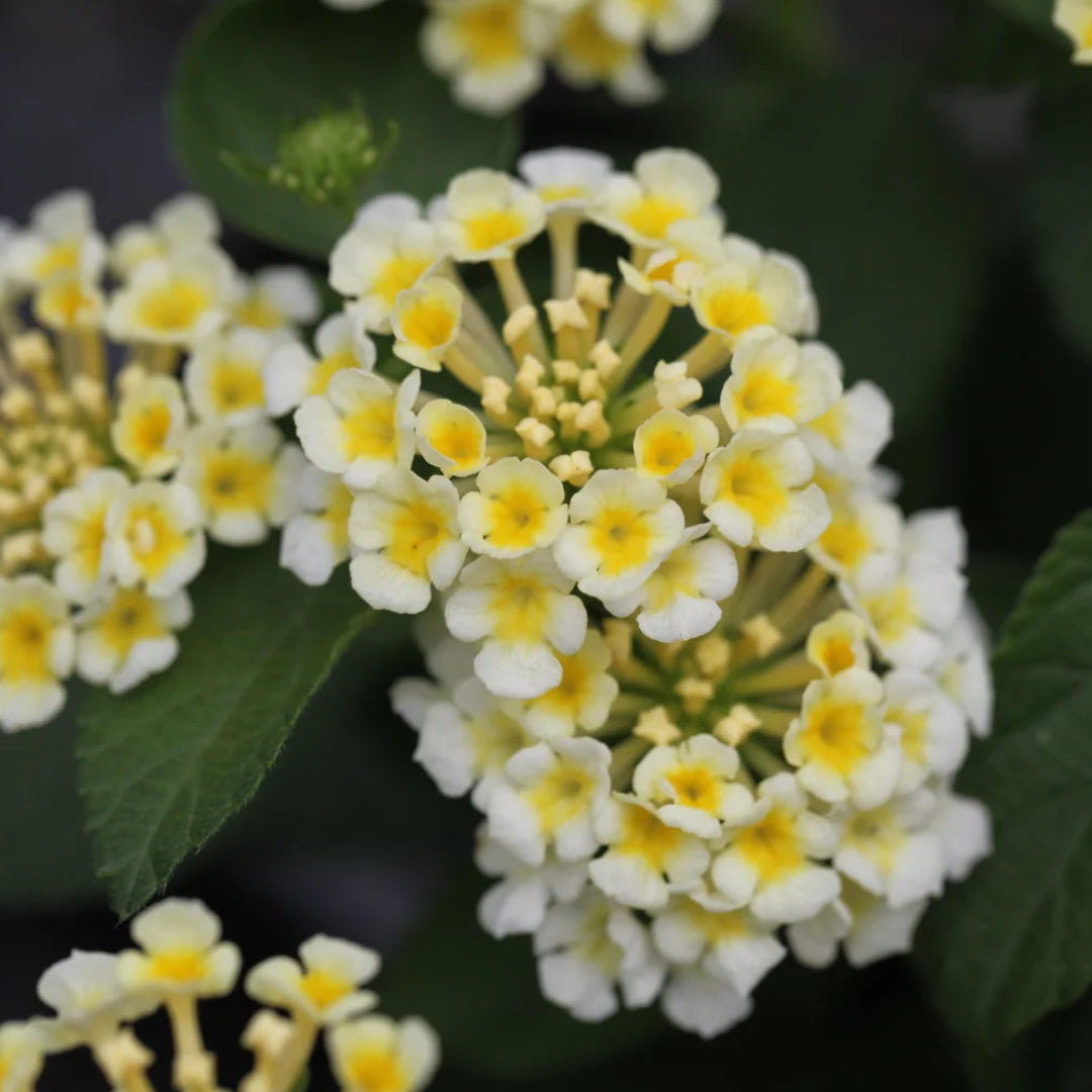 Lantana &