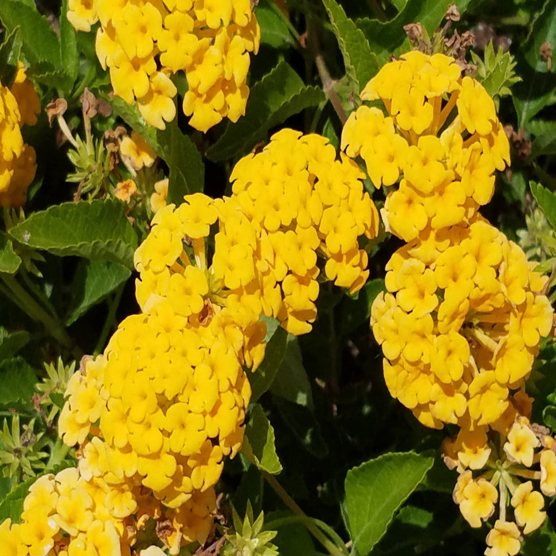 Lantana X &