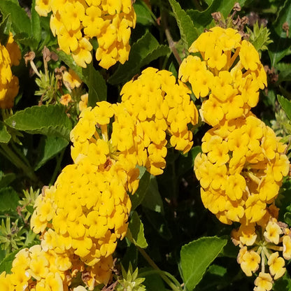 Lantana X &