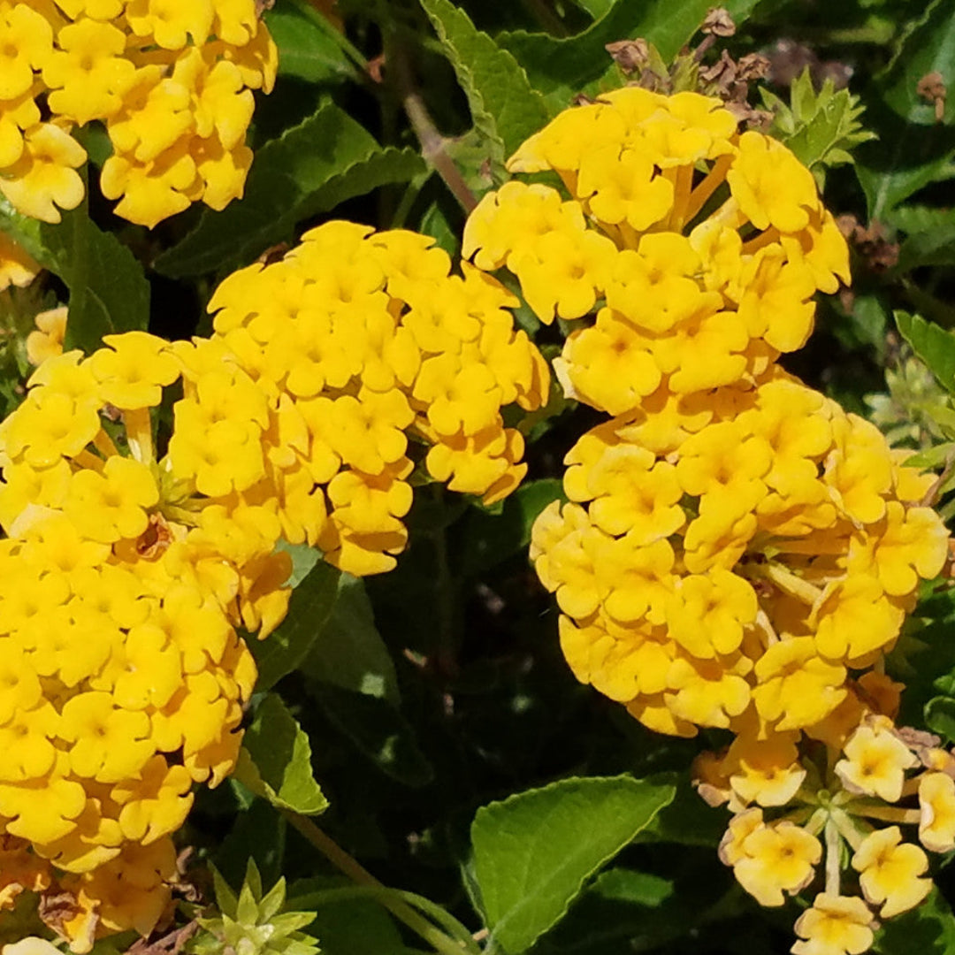 Lantana X &