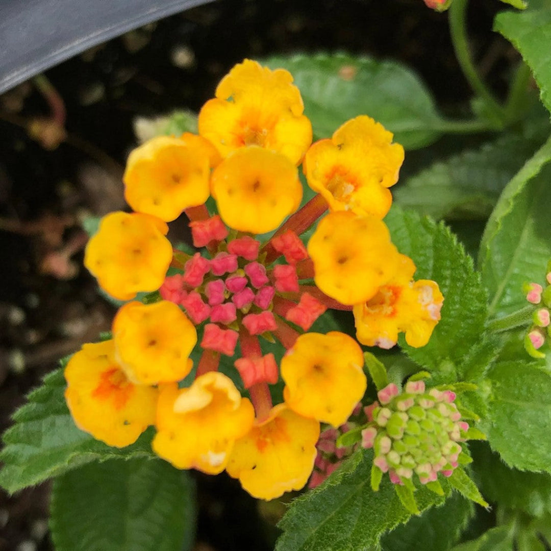 Lantana camara &
