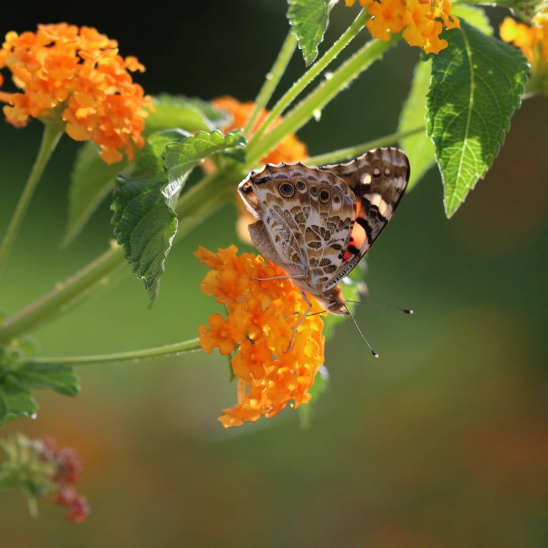 Lantana camara &