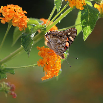 Lantana camara &