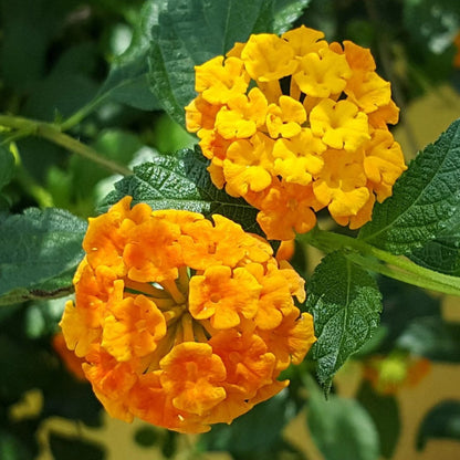 Lantana camara &