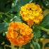 Lantana camara &