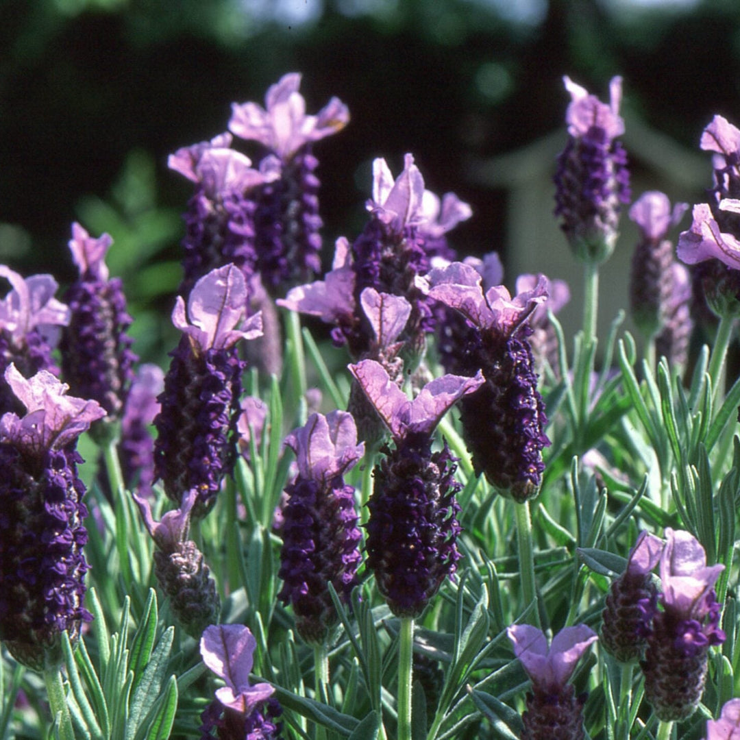 Lavandula Stoechas