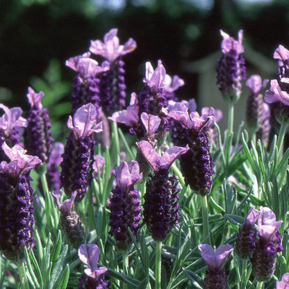 Lavandula Stoechas