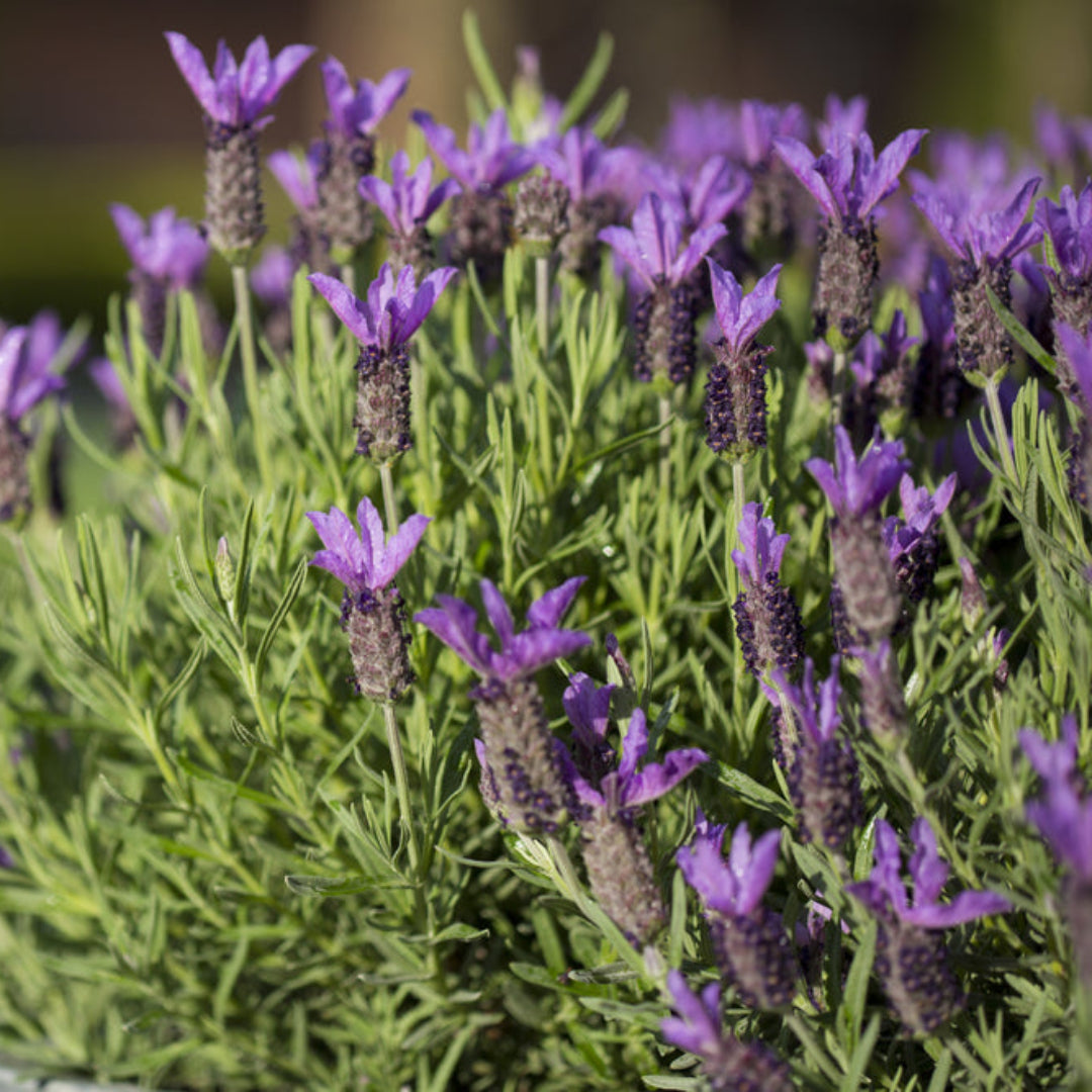 Lavandula &
