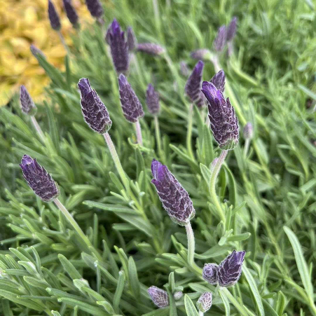 Lavandula Stoechas