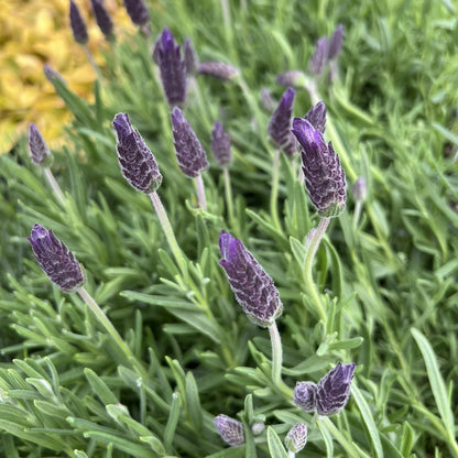 Lavandula Stoechas