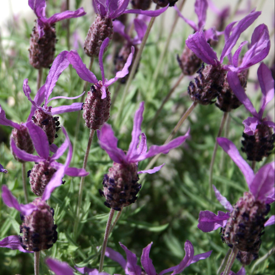 Lavandula Stoechas