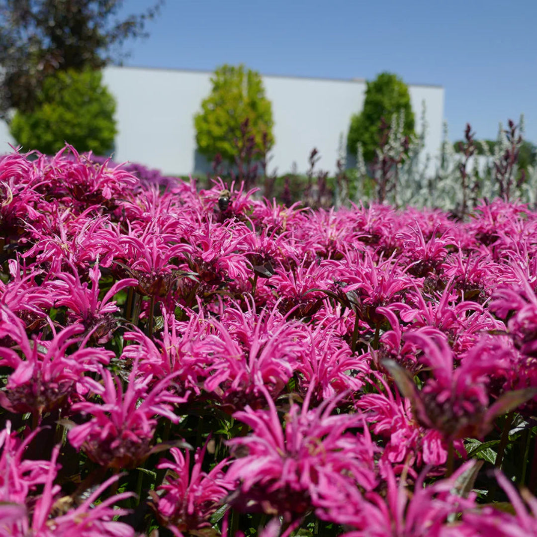 Monarda &