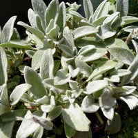 Lamb's Ear