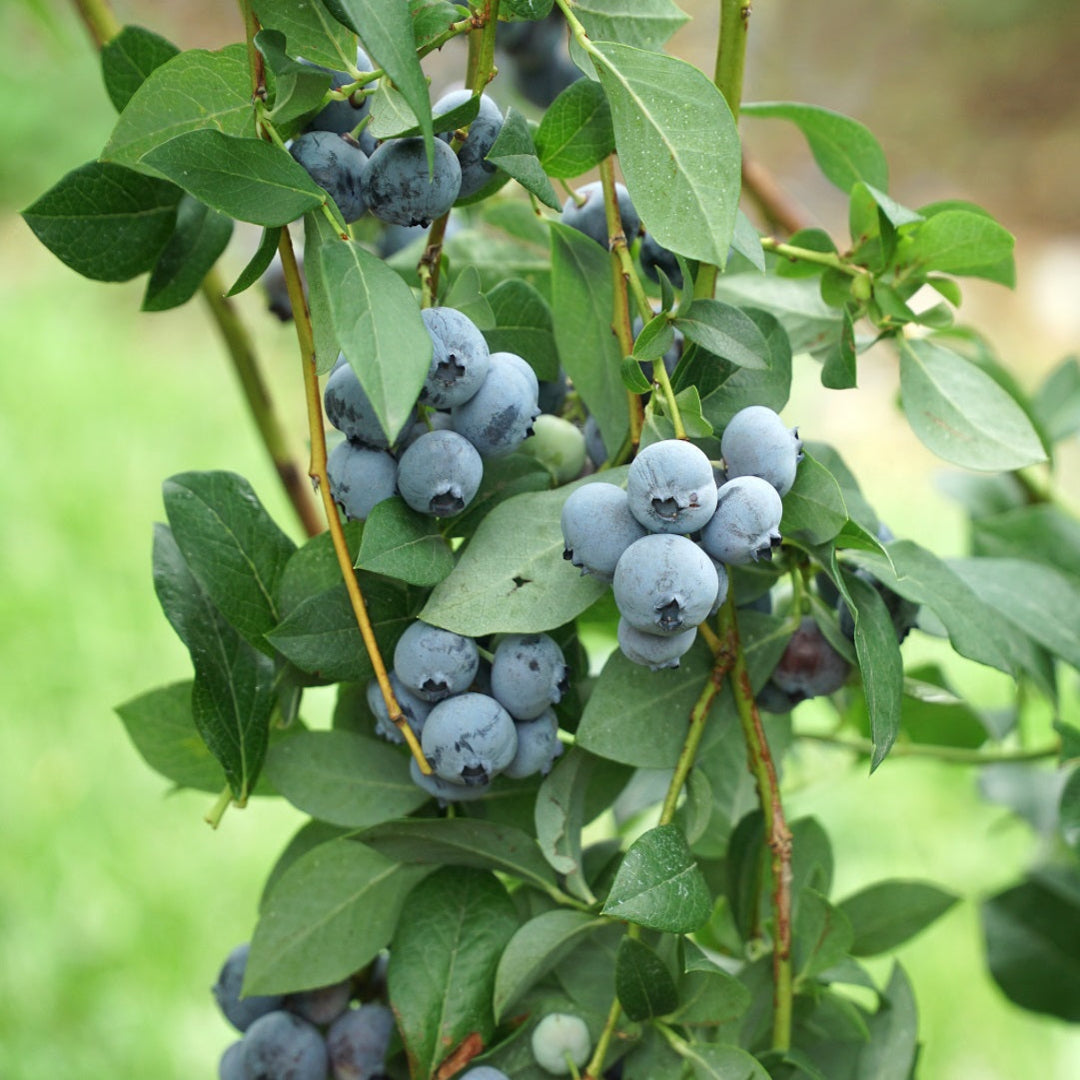 Legacy Blueberry Bush