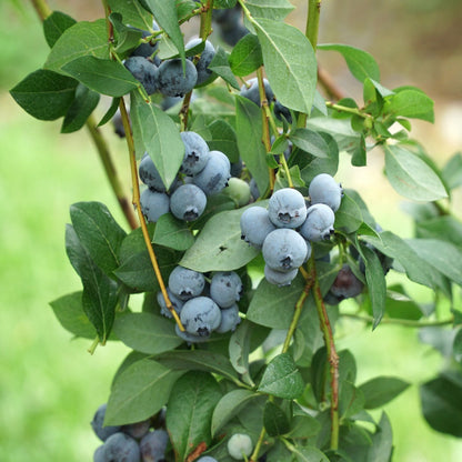 Legacy Blueberry Bush