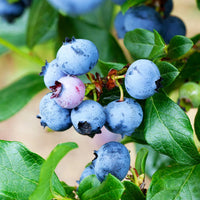 Close-up of Legacy Blueberry fruit with deep blue color