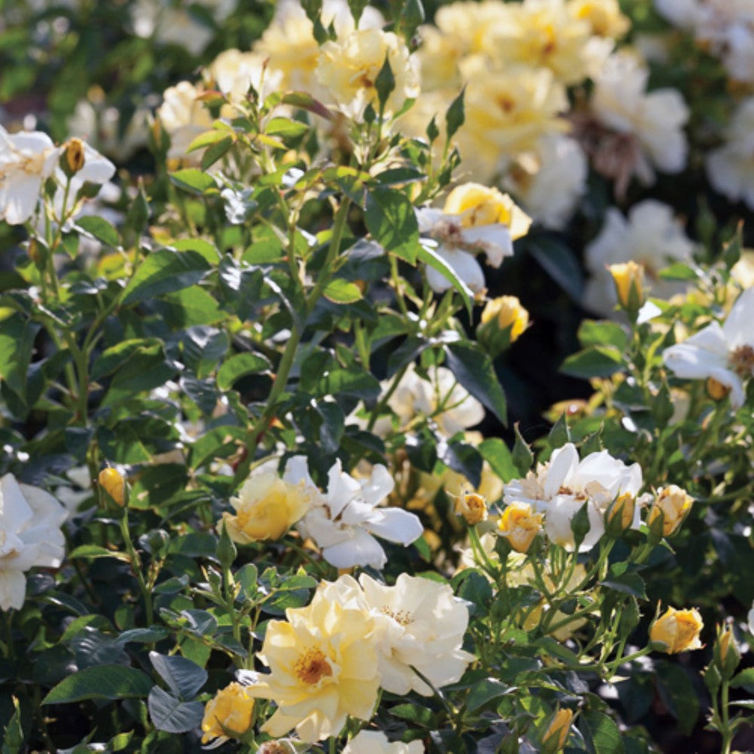 Lemon Drift Rose