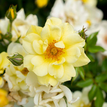 Lemon Drift Rose