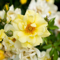 Lemon Drift Rose spreading low with pale yellow blooms