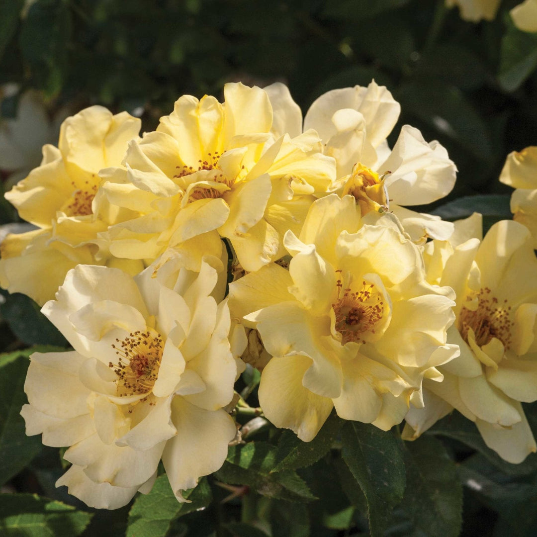 Lemon Drift Rose