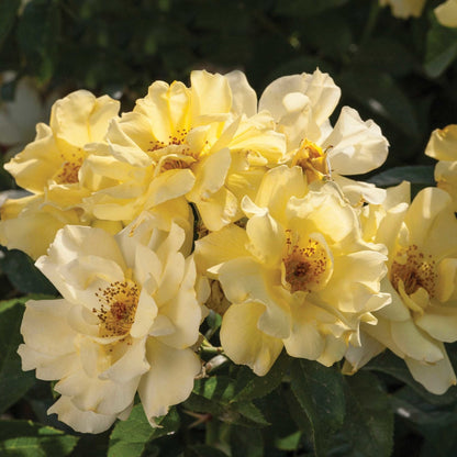 Lemon Drift Rose