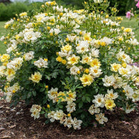 Close flower detail shows Lemon Drift Rose layered petals