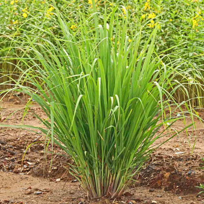 is lemongrass an indoor plant Buy Lemongrass Plants & Trees Online