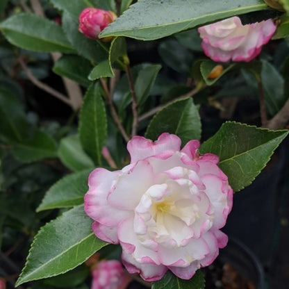 Leslie Ann Camellia Sasanqua