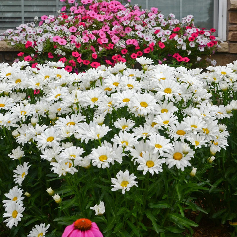 Leucanthemum x superbum Amazing Daisies Daisy May