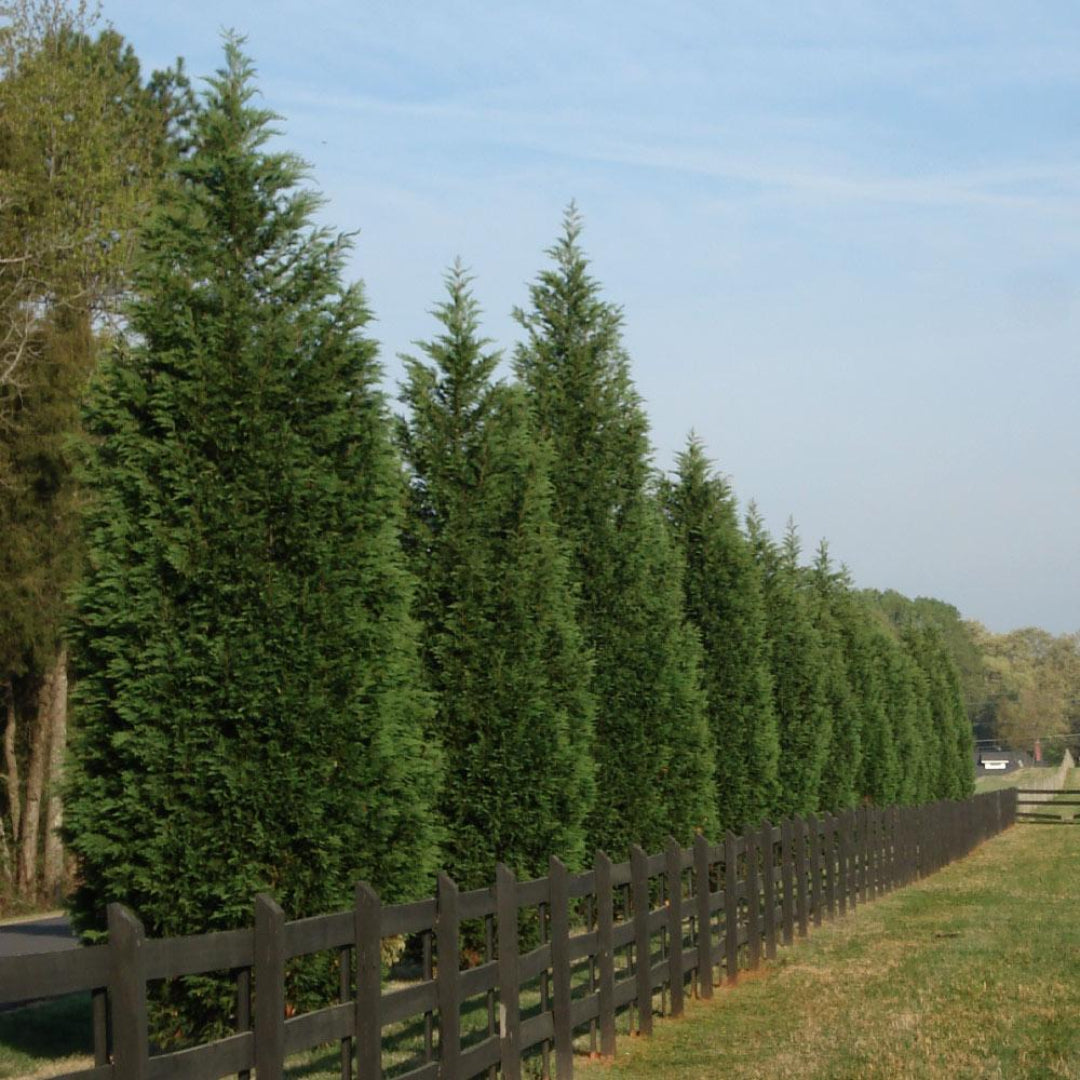 Leyland Cypress Tree full view with upright growth